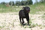 STAFFIE 042